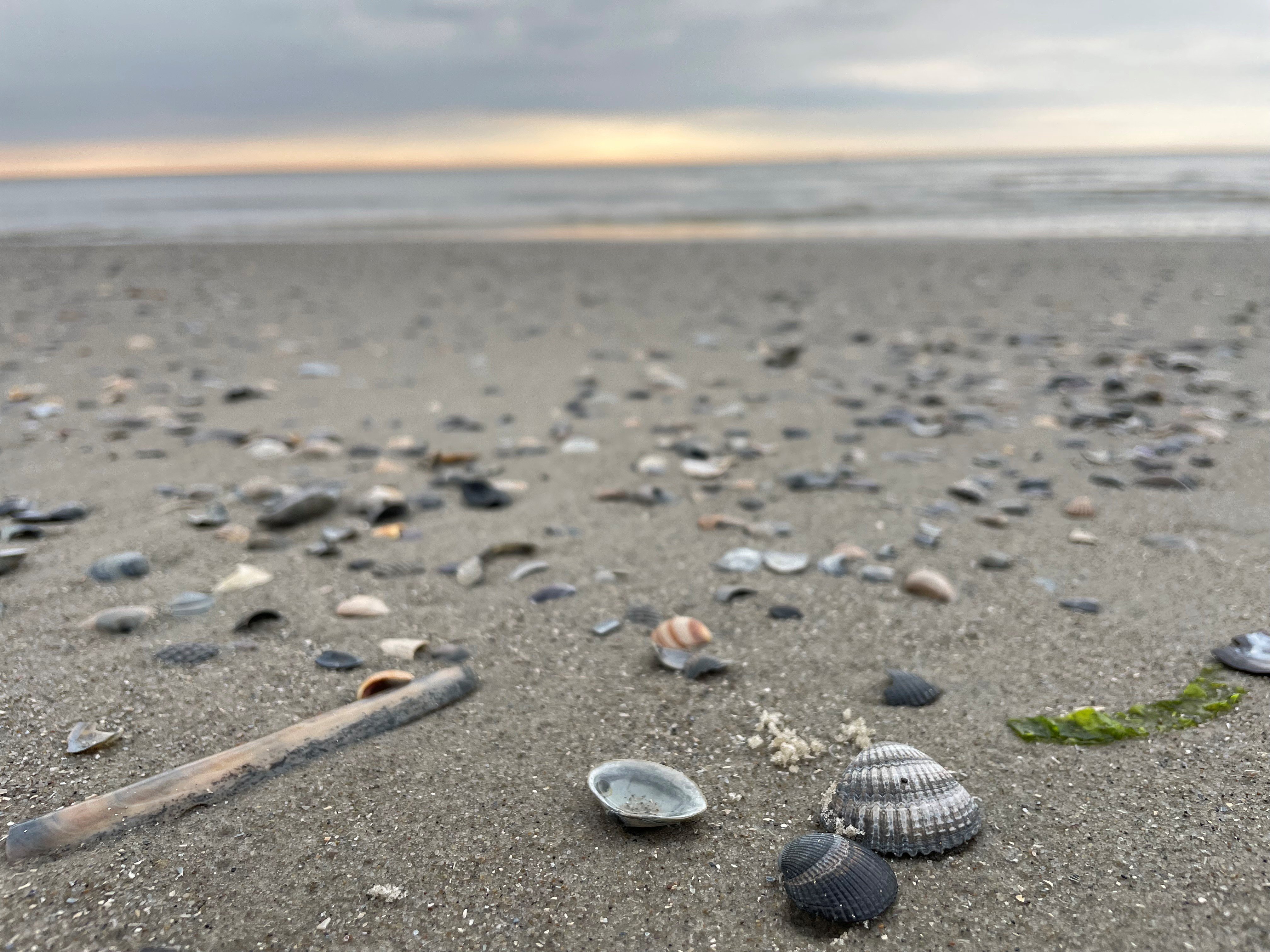 Strand auf Langeoog - man sieht Muscheln, hinten das Meer